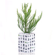 Coffret Sequoia Geant